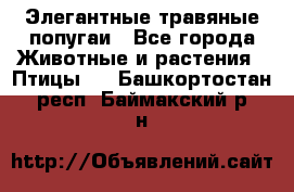 Элегантные травяные попугаи - Все города Животные и растения » Птицы   . Башкортостан респ.,Баймакский р-н